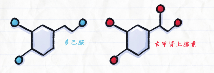 去甲肾上腺素分子结构